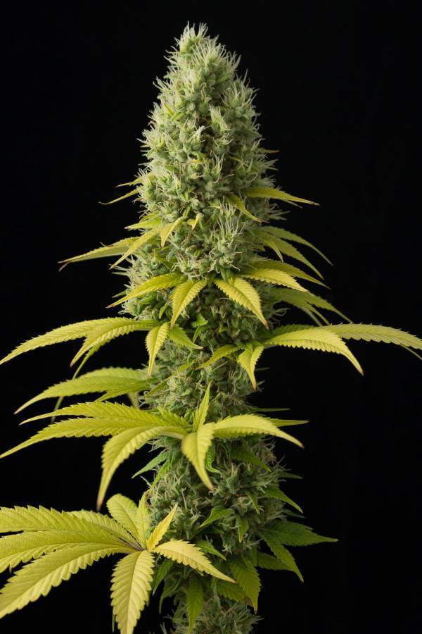 Dinafem - Shark Shock CBD (fem.)