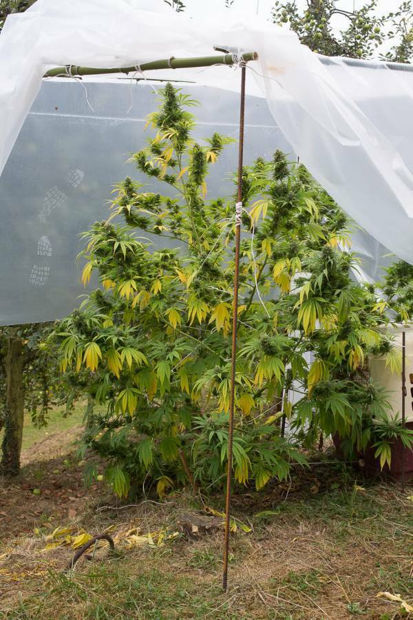 Dinafem - Shark Shock CBD (fem.)
