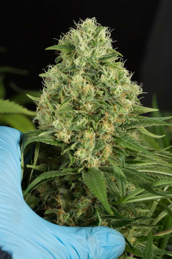 Dinafem - Shark Shock CBD (fem.)