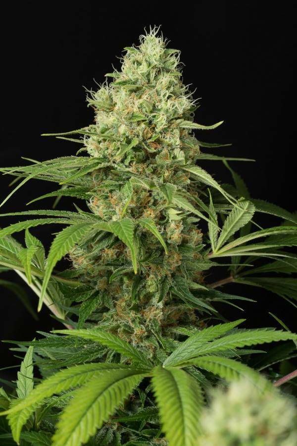 Dinafem - Shark Shock CBD (fem.)