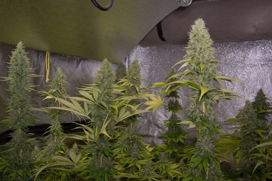 Dinafem - Shark Shock CBD (fem.)