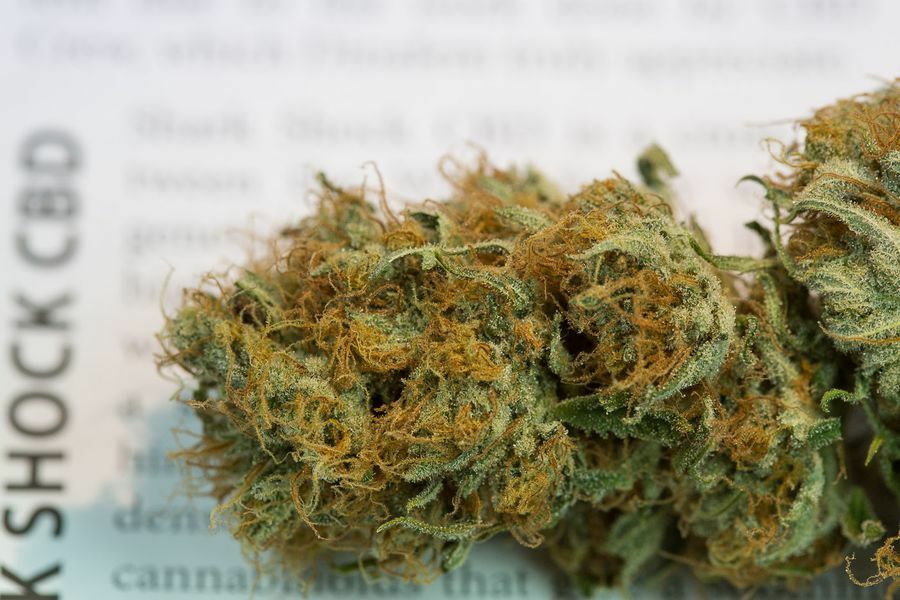 Dinafem - Shark Shock CBD (fem.)