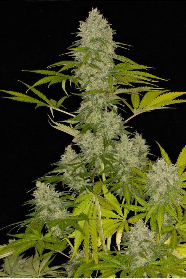 Dinafem - Power Kush (fem.)