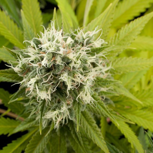 Dinafem - Power Kush (fem.)