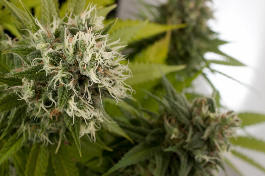 Dinafem - Power Kush (fem.)