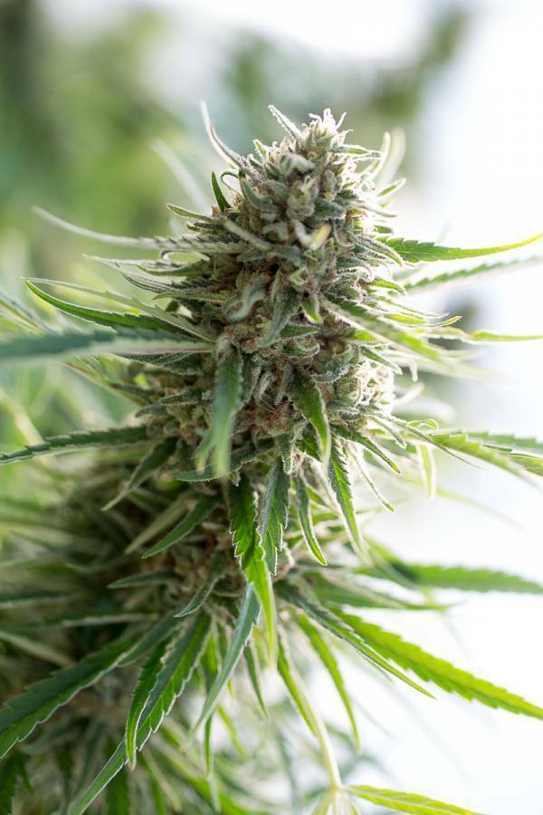 Dinafem - Critical Mass CBD (fem.)