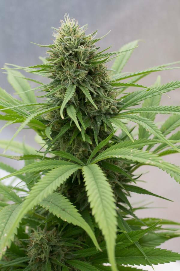 Dinafem - Critical Mass CBD (fem.)