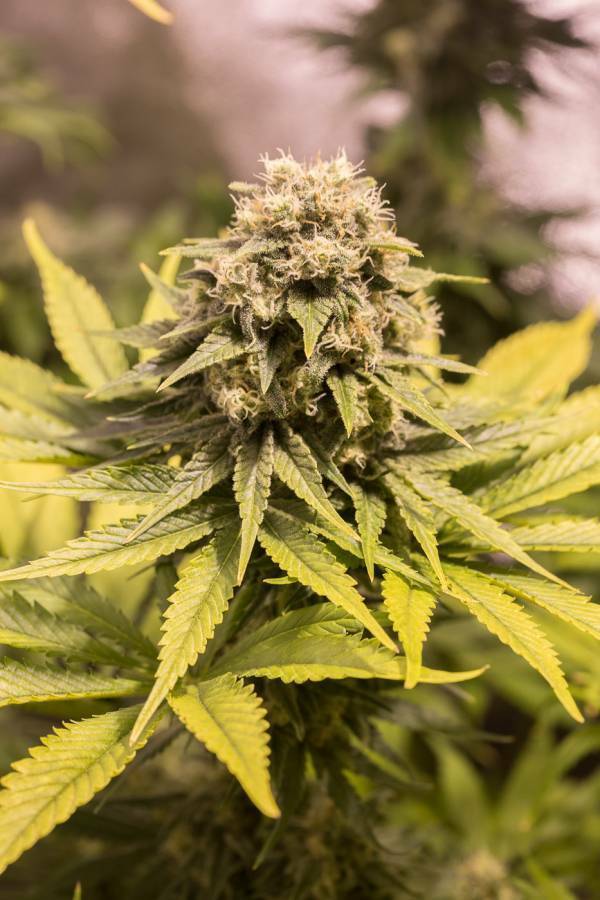 Dinafem - Critical Mass CBD (fem.)