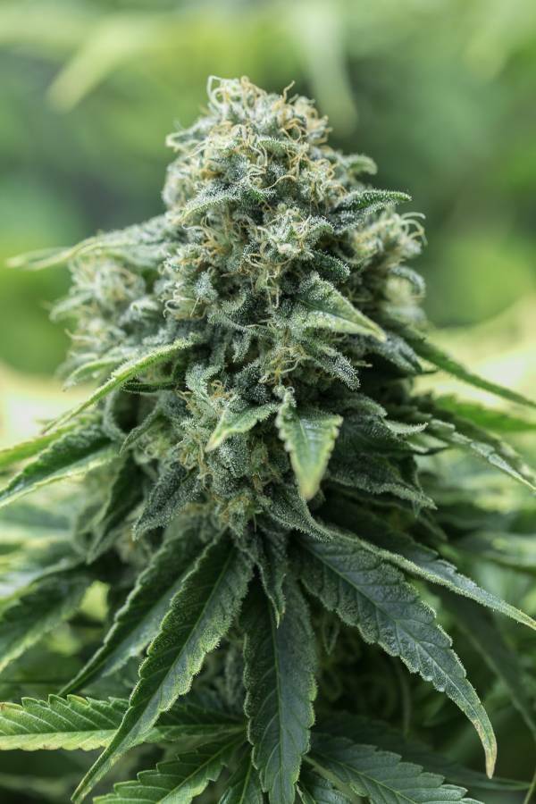 Dinafem - Critical Mass CBD (fem.)