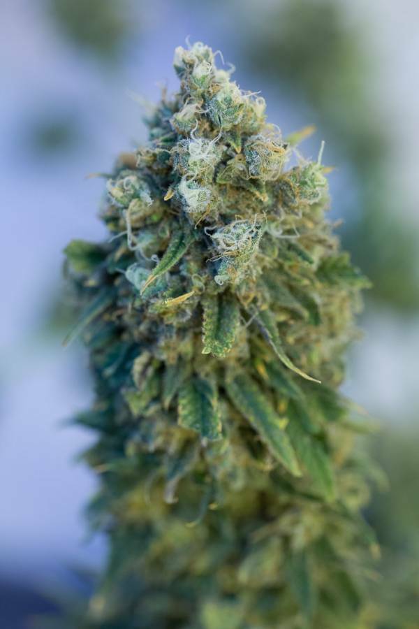 Dinafem - Critical Mass CBD (fem.)