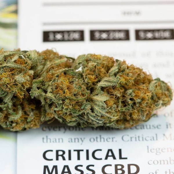 Dinafem - Critical Mass CBD (fem.)