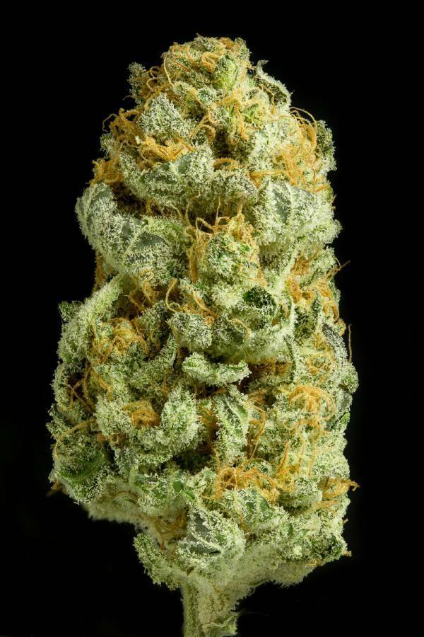 Dinafem - Critical Cheese (fem.)