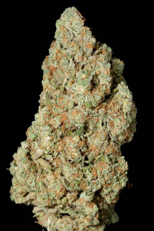 Dinafem - Critical Cheese (fem.)