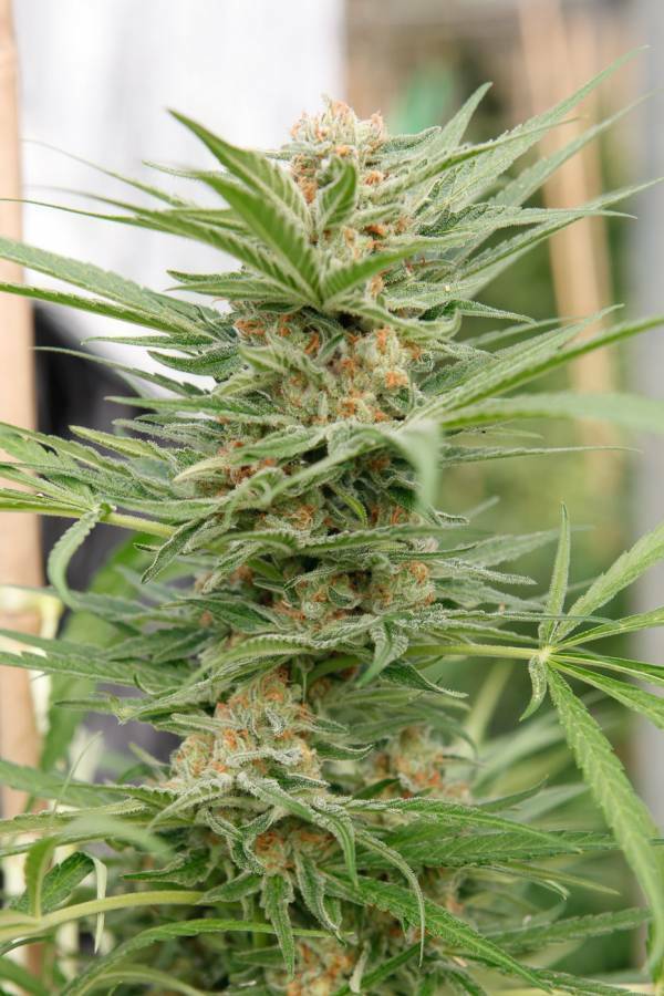 Dinafem - Critical Cheese (fem.)