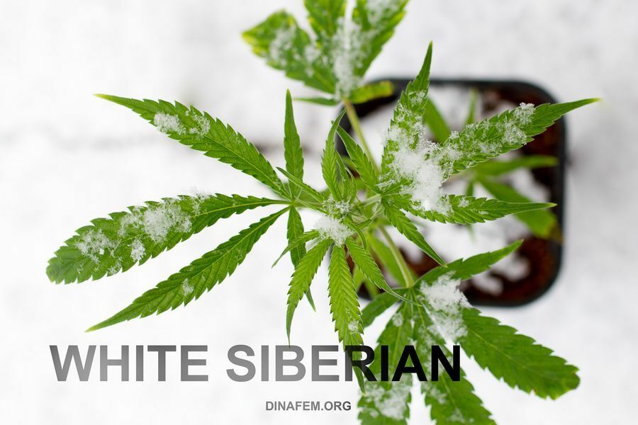 Dinafem - White Siberian (fem.)