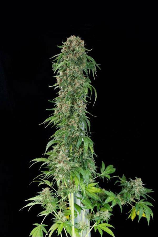 Dinafem - White Siberian (fem.)
