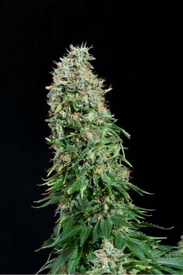 Dinafem - White Siberian (fem.)