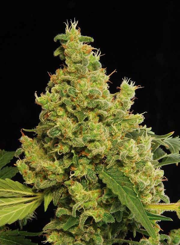 Dinafem - Blue Hash (fem.)