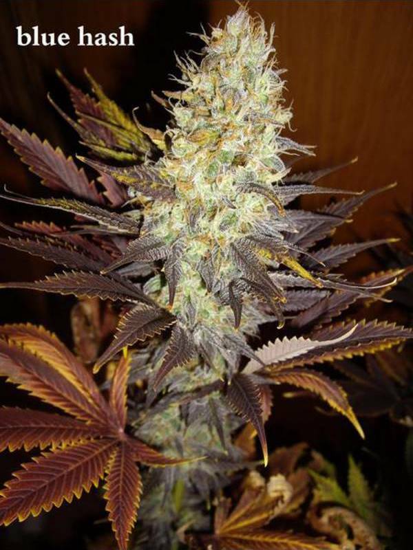 Dinafem - Blue Hash (fem.)