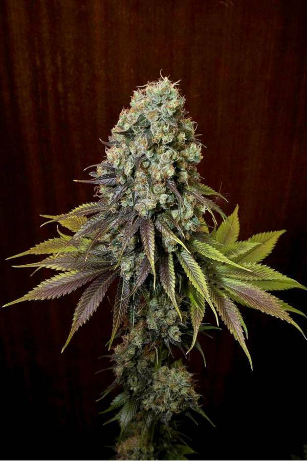 Dinafem - Blue Hash (fem.)