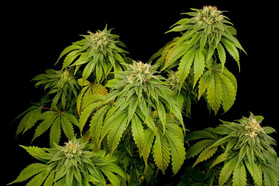 Dinafem - California Hashplant (fem.)