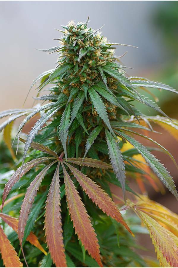 Dinafem - California Hashplant (fem.)