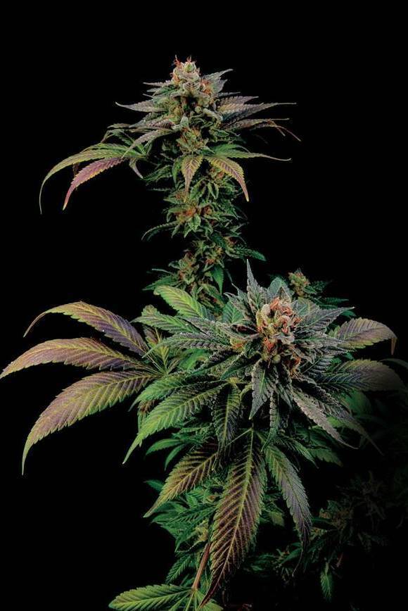 Dinafem - Blue Widow (fem.)