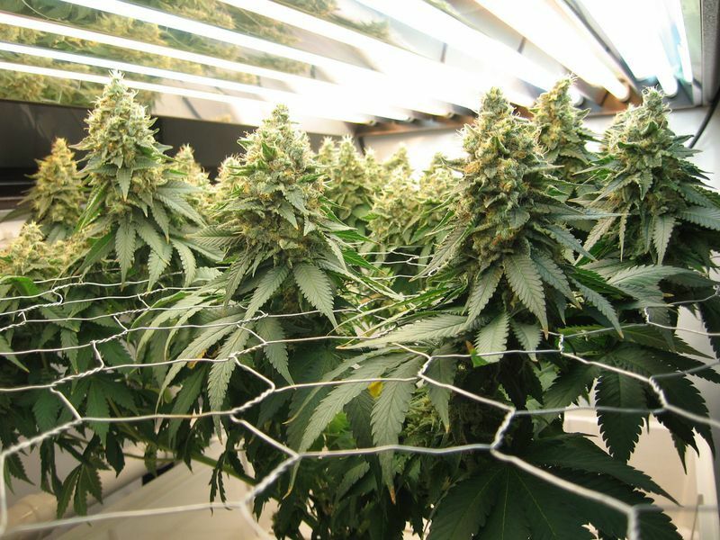 Dinafem - Blue Widow (fem.)
