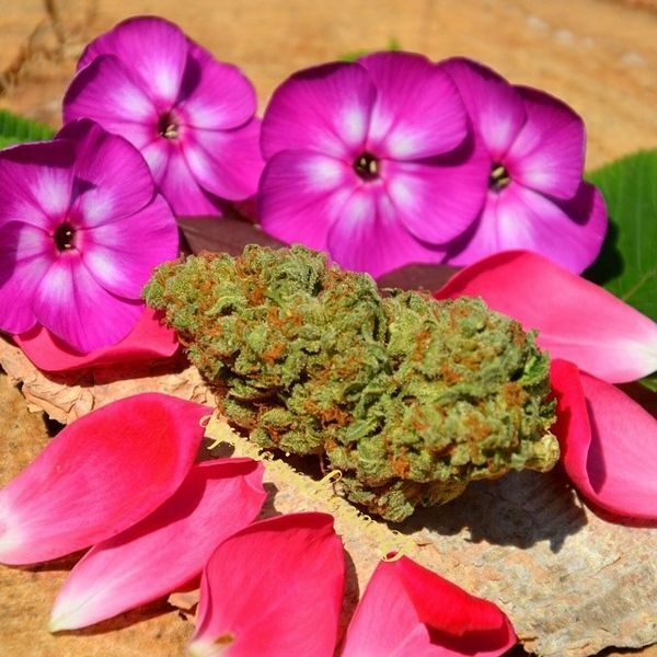Dinafem - Blue Widow (fem.)