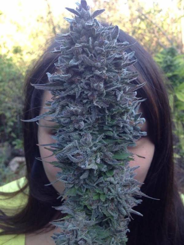 Dinafem - Blue Widow (fem.)