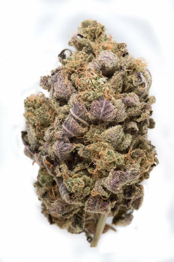 Dinafem - Blue Widow (fem.)