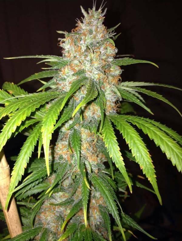 Dinafem - Blue Widow (fem.)