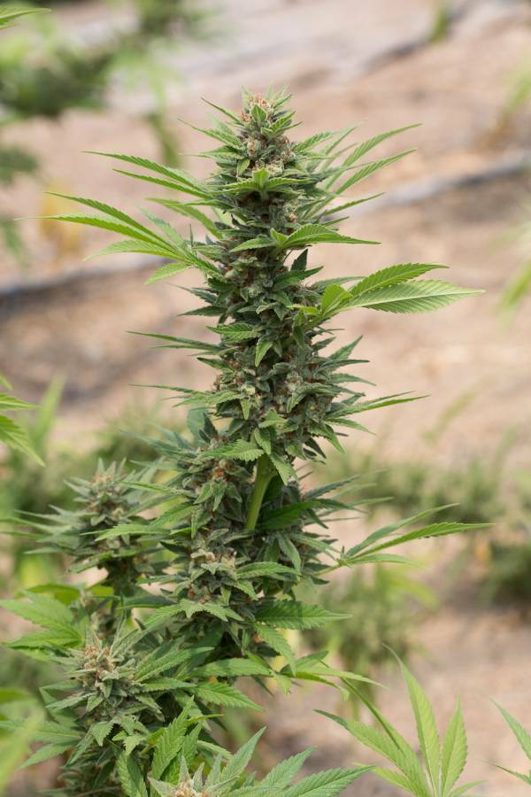 Dinafem - Diesel (fem.)