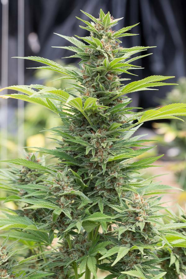 Dinafem - Diesel (fem.)