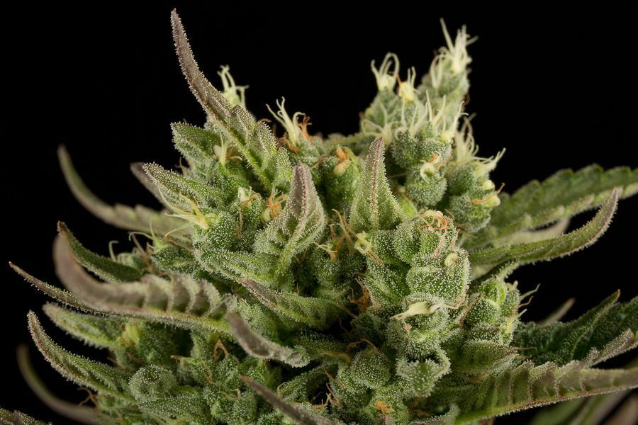 Dinafem - Deep Cheese (fem.)