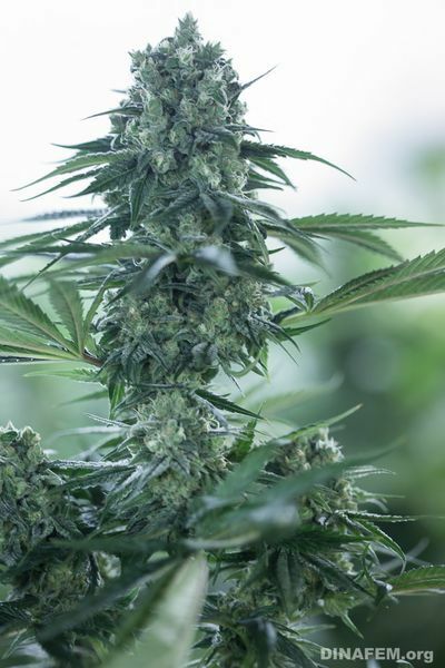 Dinafem - Deep Cheese (fem.)