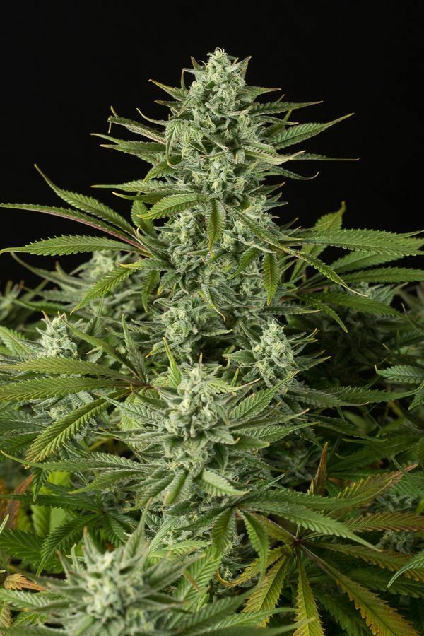 Dinafem - Cheese CBD (fem.)