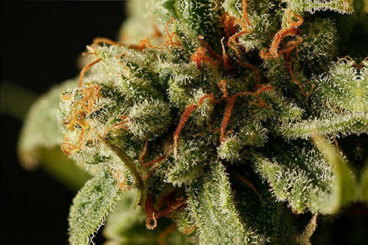 Dinafem - Sweet Deep Grapefruit (fem.)