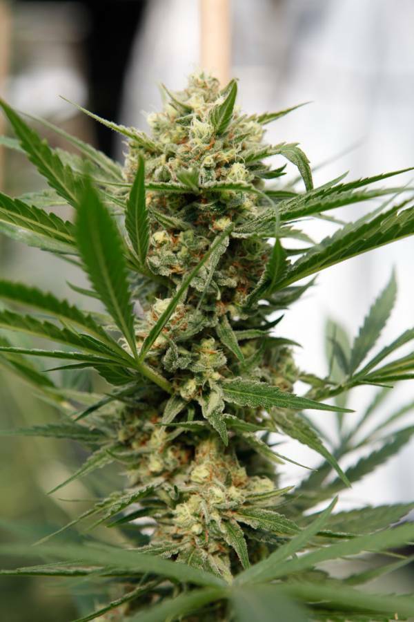 Dinafem - Sweet Deep Grapefruit (fem.)