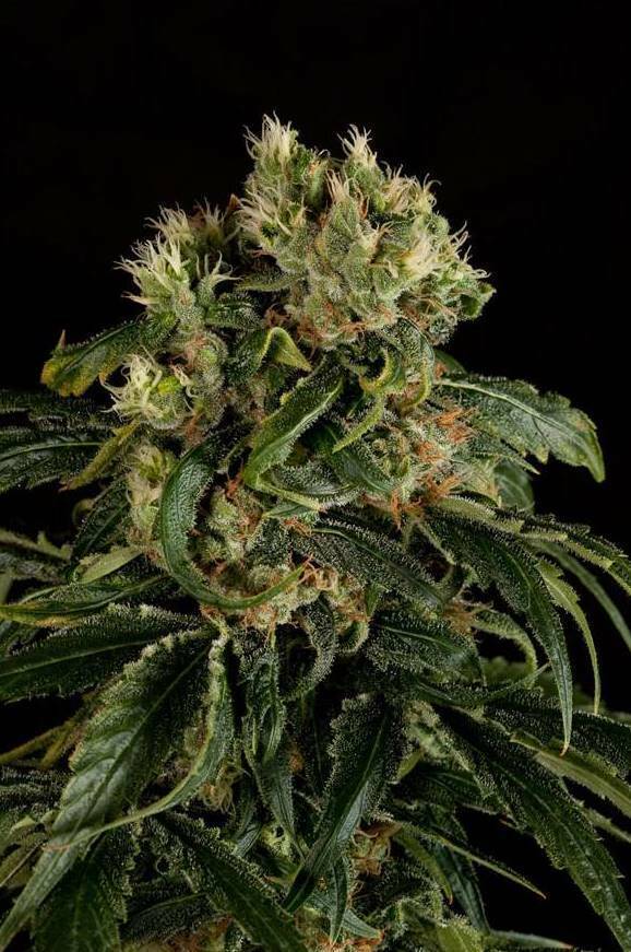 Dinafem - Santa Sativa (fem.)