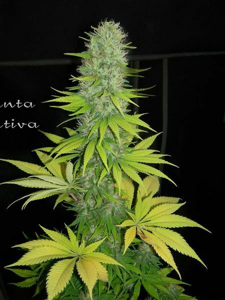 Dinafem - Santa Sativa (fem.)