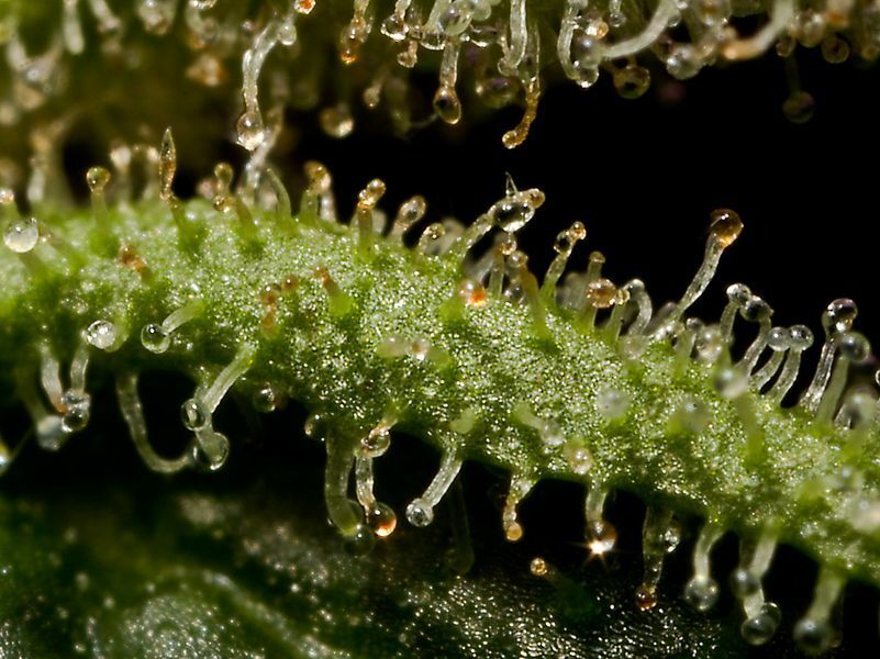 Dinafem - Santa Sativa (fem.)