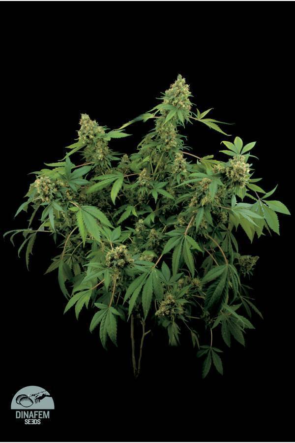 Dinafem - Santa Sativa (fem.)
