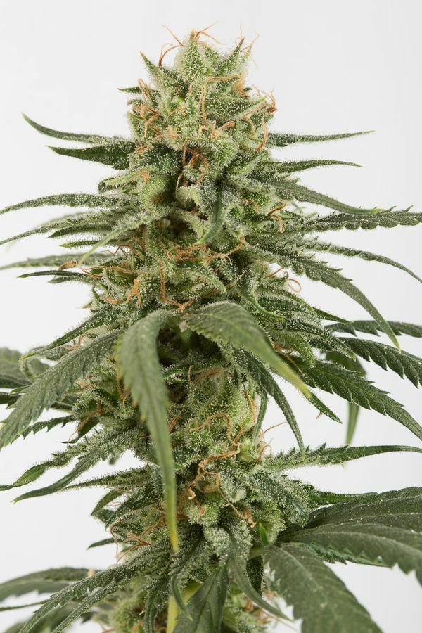 Dinafem - Amnesia CBD (fem.)