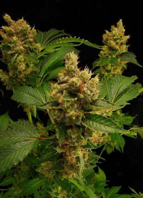 Dinafem - Blue Hash (fem.)