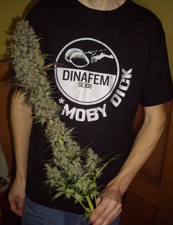 Dinafem - Blue Hash (fem.)
