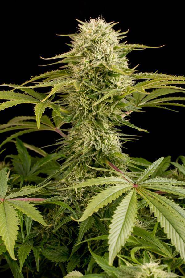 Dinafem - Kush-N-Cheese (fem.)