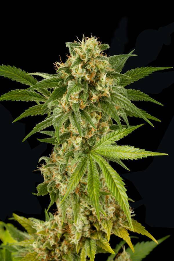 Dinafem - Kush-N-Cheese (fem.)