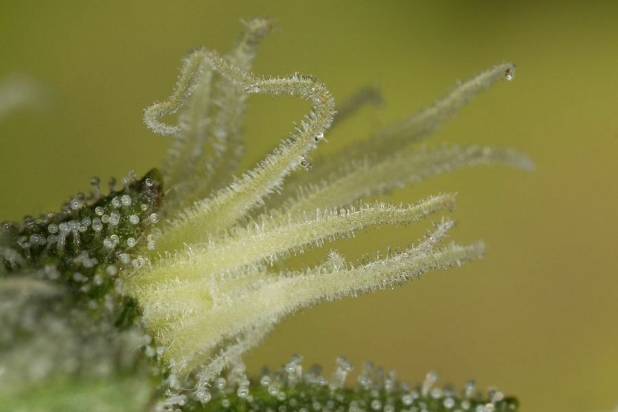 Dinafem - Kush-N-Cheese (fem.)
