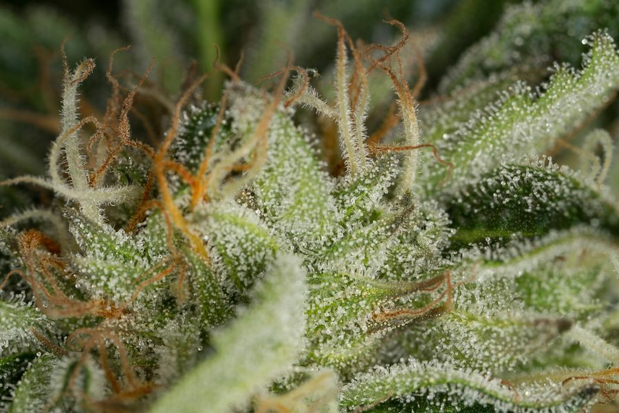 Dinafem - Kush-N-Cheese (fem.)